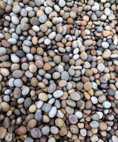 芍药花怎么养，掌握关键要点，花开更鲜艳