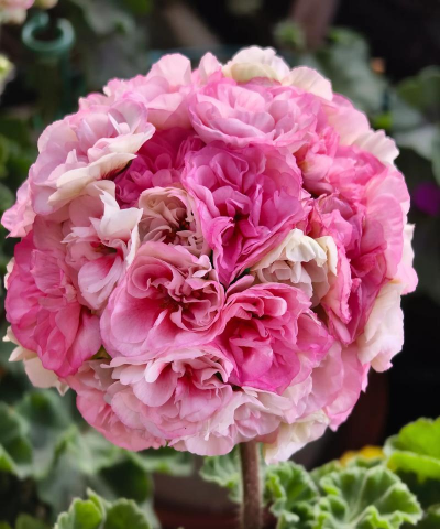 绿化景观设计，提升环境品质，创造宜人空间