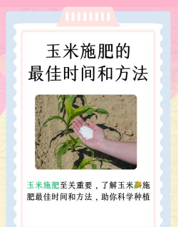 玫瑰花怎么养才不会枯萎，掌握浇水施肥技巧，轻松延长花期