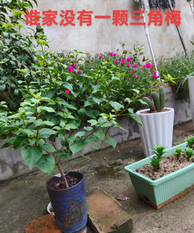 家庭养花用生根粉