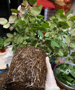 芍药花怎么养，掌握关键要点，花开更鲜艳