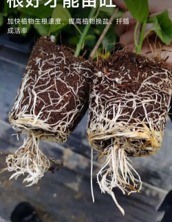 无土栽培技术，突破土壤限制，开启高效种植新篇章