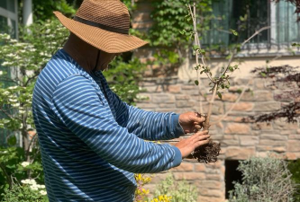 家庭养花用生根粉