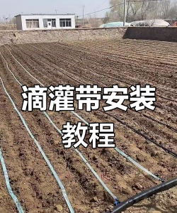 芍药花怎么养，掌握关键要点，花开更鲜艳