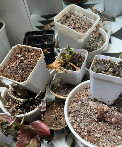 柿树虫病防治，识别常见虫害，掌握有效方法