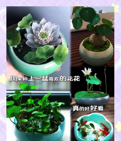 柿树虫病防治，识别常见虫害，掌握有效方法