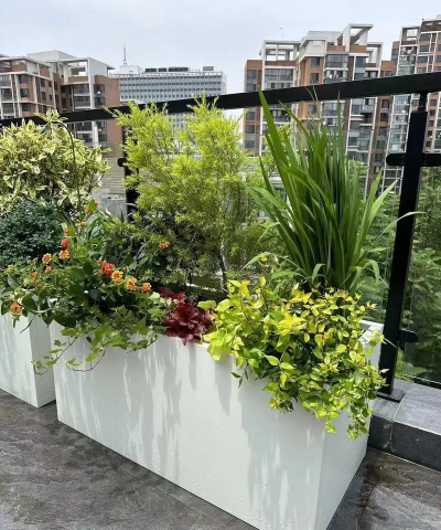 柿树虫病防治，识别常见虫害，掌握有效方法