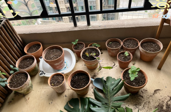 柿树虫病防治，识别常见虫害，掌握有效方法