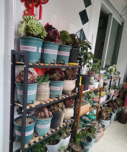 玫瑰花怎么养才不会枯萎，掌握浇水施肥技巧，轻松延长花期