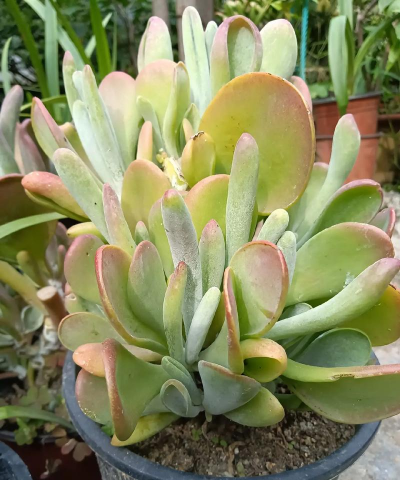 柿树虫病防治，识别常见虫害，掌握有效方法