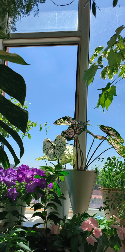 柿树虫病防治，识别常见虫害，掌握有效方法