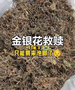 玫瑰花怎么养才不会枯萎，掌握浇水施肥技巧，轻松延长花期
