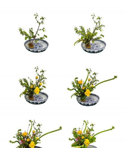 玫瑰花怎么养才不会枯萎，掌握浇水施肥技巧，轻松延长花期