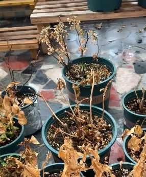 玫瑰花怎么养才不会枯萎，掌握浇水施肥技巧，轻松延长花期