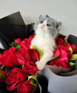 柿树虫病防治，识别常见虫害，掌握有效方法