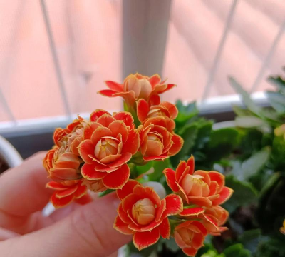 别墅园林绿化设计，打造私密空间，提升居住品质