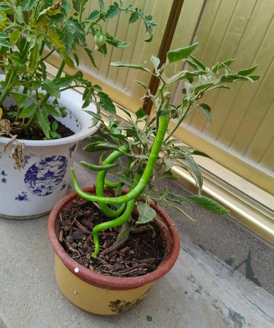 别墅园林绿化设计，打造私密空间，提升居住品质