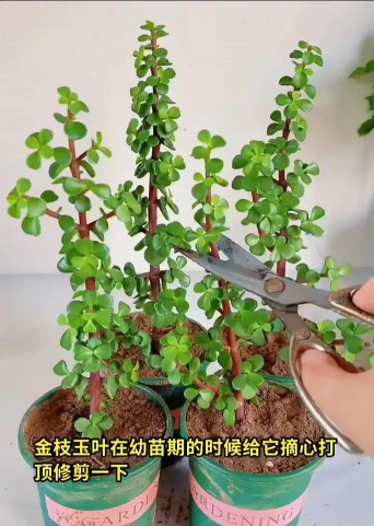 养花修剪大叶子方法