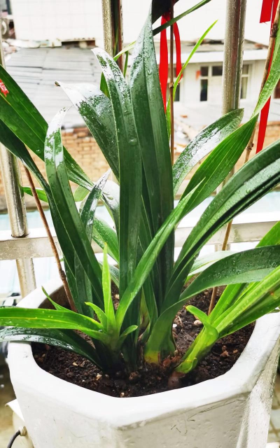 别墅园林绿化设计，打造私密空间，提升居住品质