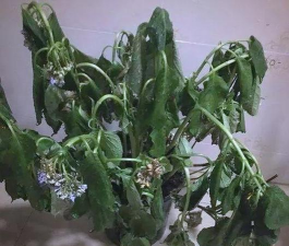 绿化景观设计，提升环境品质，创造宜人空间