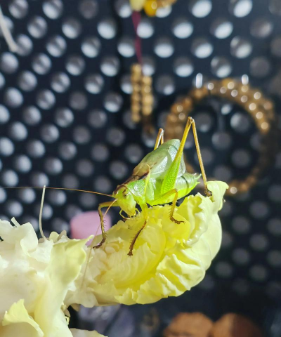 柿树虫病防治，识别常见虫害，掌握有效方法