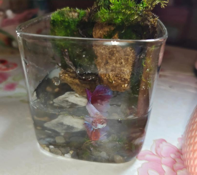 别墅园林绿化设计，打造私密空间，提升居住品质