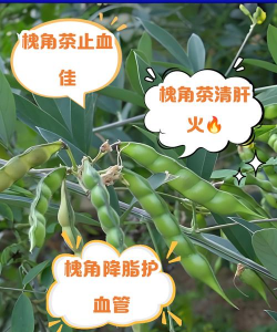 绿化景观设计，提升环境品质，创造宜人空间