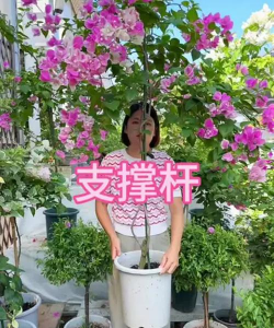 柿树虫病防治，识别常见虫害，掌握有效方法