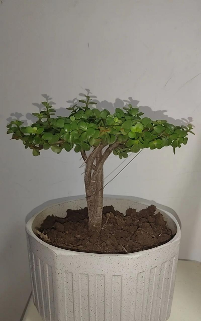 柿树虫病防治，识别常见虫害，掌握有效方法