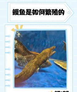 柿树虫病防治，识别常见虫害，掌握有效方法