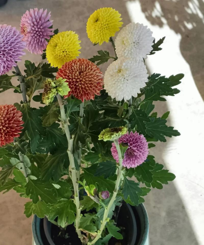 柿树虫病防治，识别常见虫害，掌握有效方法