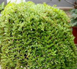 养花土上的小草叫什么