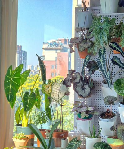 玫瑰花怎么养才不会枯萎，掌握浇水施肥技巧，轻松延长花期