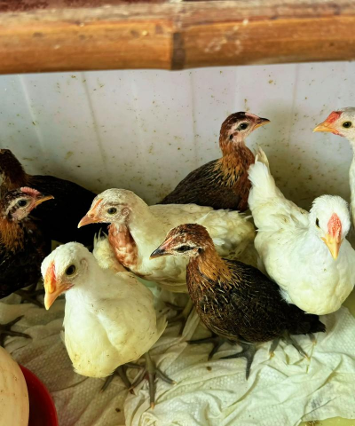 绿化景观设计，提升环境品质，创造宜人空间