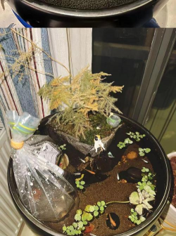 玫瑰花怎么养才不会枯萎，掌握浇水施肥技巧，轻松延长花期