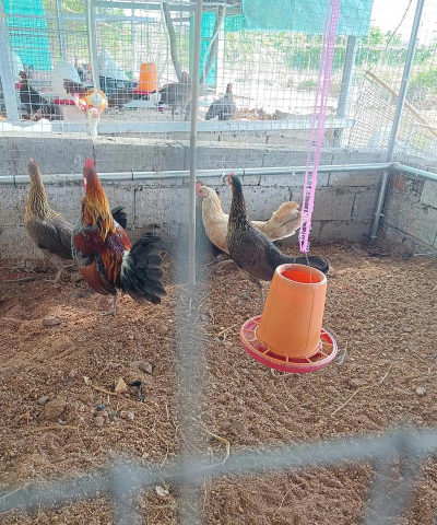 玫瑰花怎么养才不会枯萎，掌握浇水施肥技巧，轻松延长花期