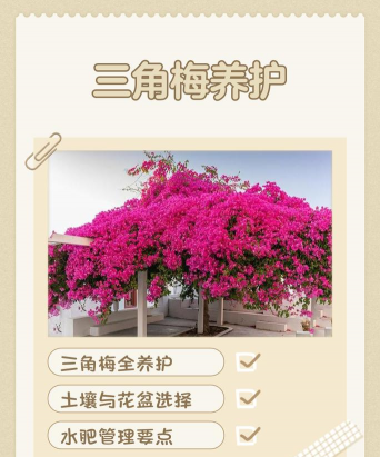 无土栽培技术，突破土壤限制，开启高效种植新篇章