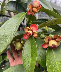 栀子花怎么养，掌握浇水技巧，避免黄叶掉苞