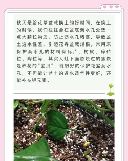 栀子花怎么养，掌握浇水技巧，避免黄叶掉苞