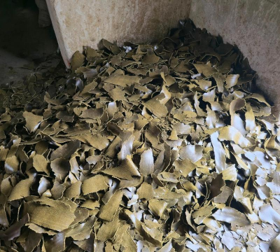 栀子花怎么养，掌握浇水技巧，避免黄叶掉苞