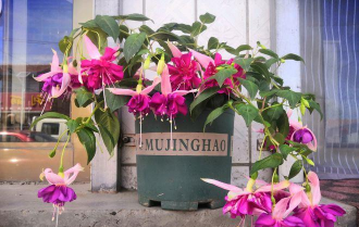 家庭养花用生根粉