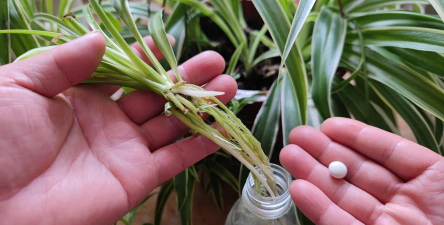 家庭养花用生根粉