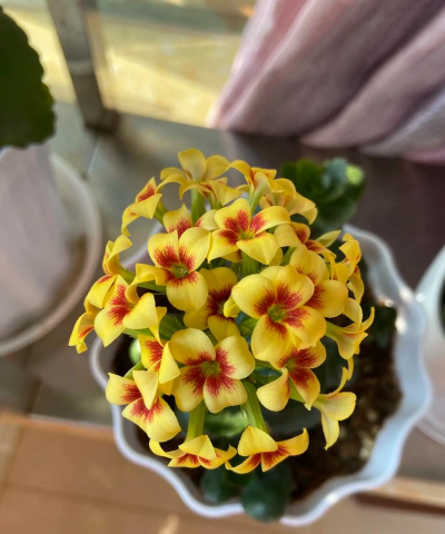 爱养花的雷老师