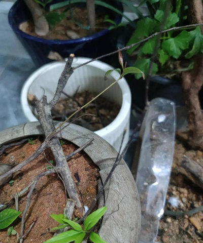 家庭养花用生根粉