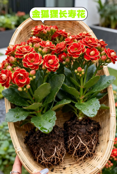 家庭养花用生根粉