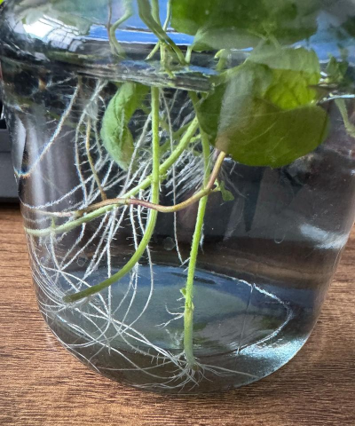 薄荷根可以养花吗