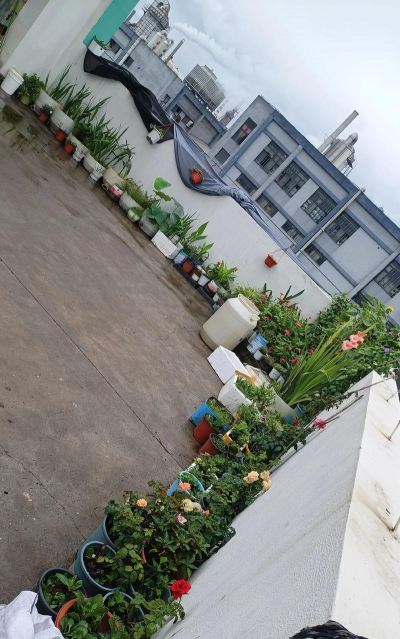 芍药花怎么养，掌握关键要点，花开更鲜艳