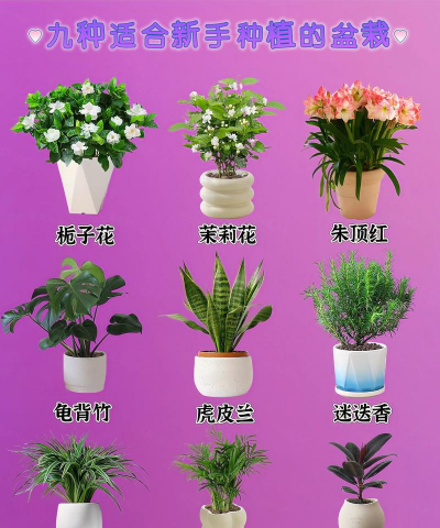 柿树虫病防治，识别常见虫害，掌握有效方法