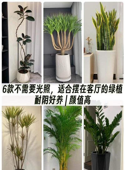 芍药花怎么养，掌握关键要点，花开更鲜艳