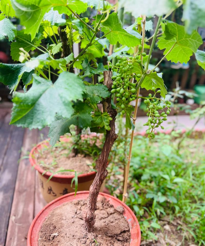 别墅园林绿化设计，打造私密空间，提升居住品质